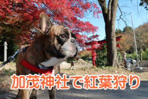 加茂神社で紅葉狩り