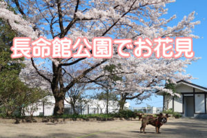 長命舘公園の桜