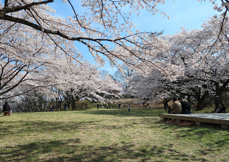 長命舘公園の桜