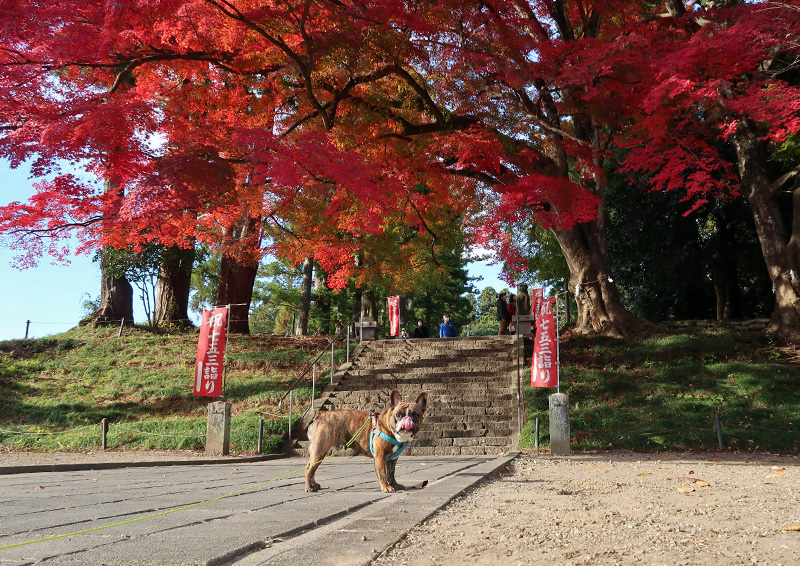 賀茂神社で紅葉狩り