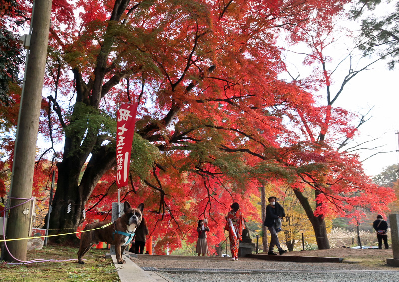 賀茂神社で紅葉狩り